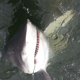 a fish swimming under water